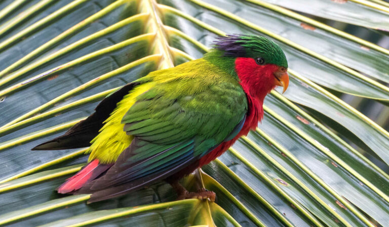Kuhl s Lorikeet (Vini kuhlii). Now reintroduced, by the Cook Islands Natural Heritage Trust