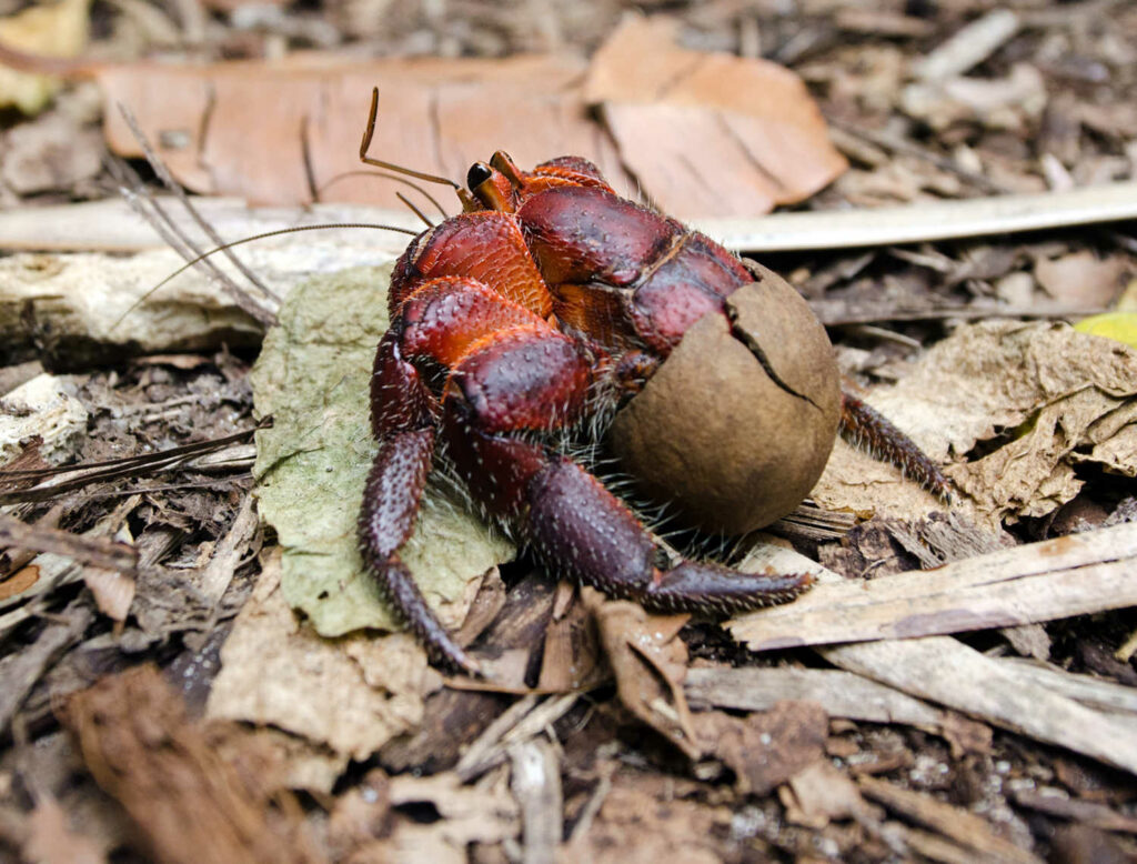 Local Coconut Crabs inhabit forest floor, Cook Islands