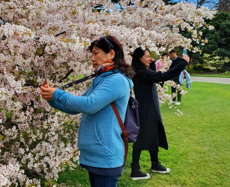 Christchurch Botanic Gardens spring blossom hot spot for a selfie, New Zealand