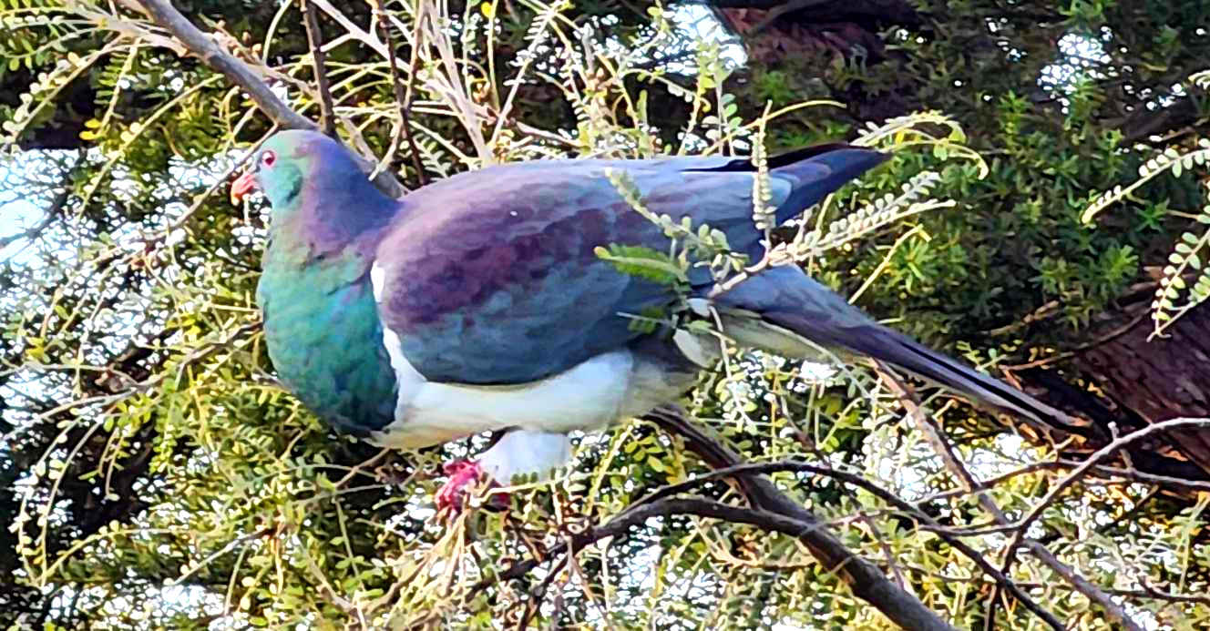 NZ birds Kereru wood pigeon, Koromiko Forest Reserve, Marlborough NZ