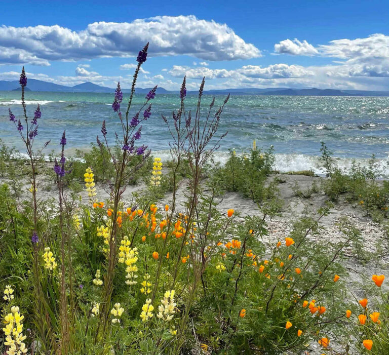 Lake side flowers on a windy day, Lake Taupo, NZ