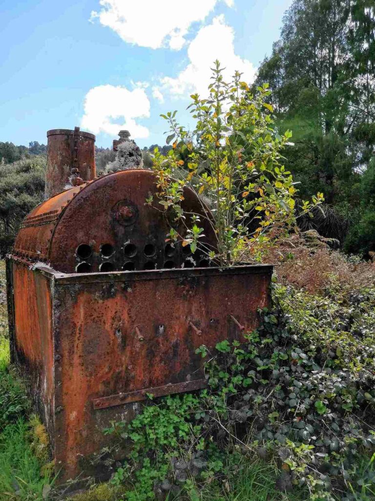 Abandoned rusting bush train used for logging cut timber