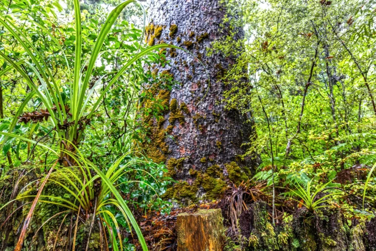 Giant Kauri tree base Wairau Kauri Grove, Tapu Coroglen road 309 Coromandel, NZ