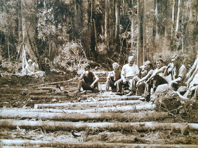 Kauri loggers 1890_s Te Mama museum Totora North