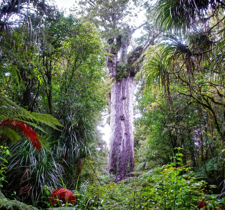 Kauri trees, ancient forest giants, Northland, New Zealand
