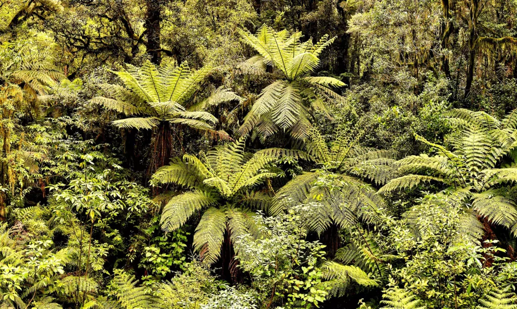 Parry Kauri Reserve, Warkworth, North Island NZ