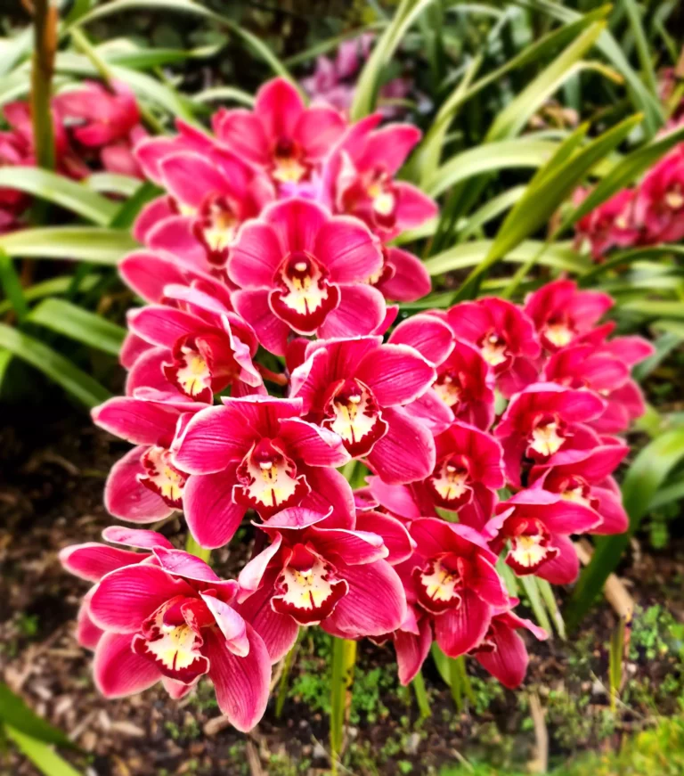 Sub-tropical Northland Whangarei orchids flourishing in the warm climate, NZ
