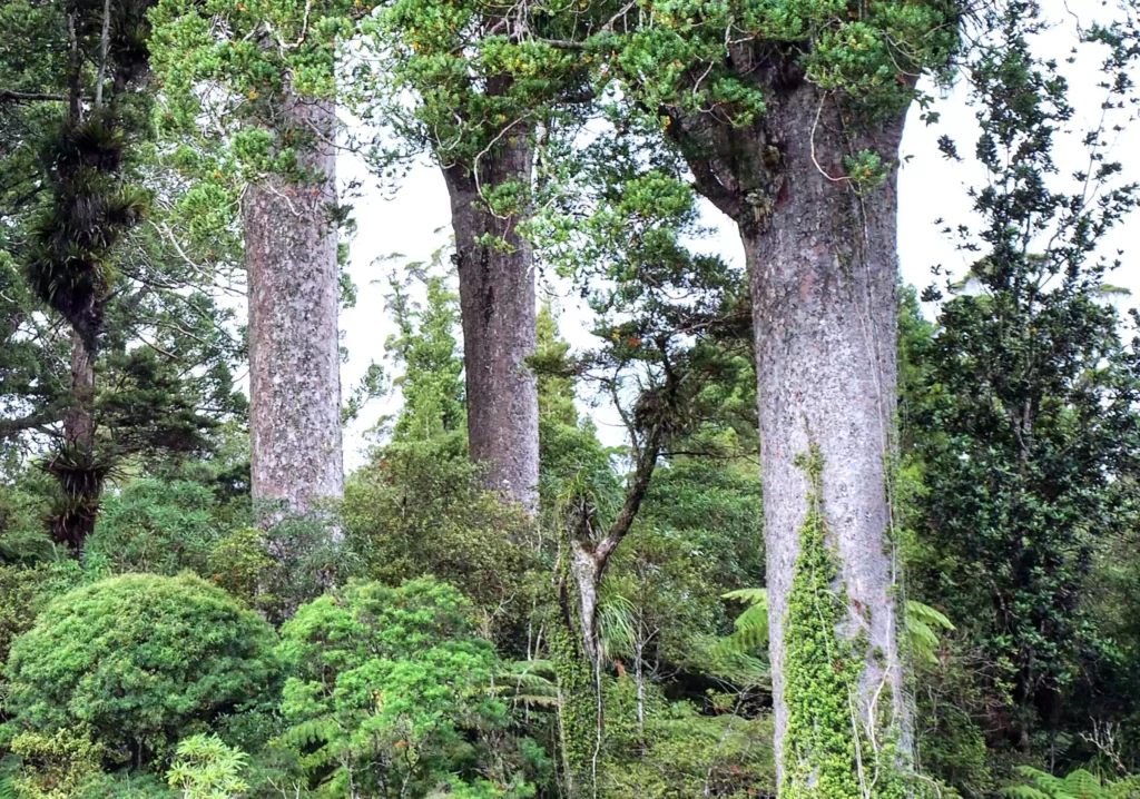 Waipoua Forest kauri trees, Northland NZ