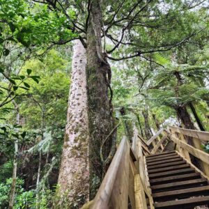 Clevedon Scenic Reserve, plenty of steps to spectacular views of the Hauraki Gulf, kauri trees, native bush, Auckland North Island, NZ