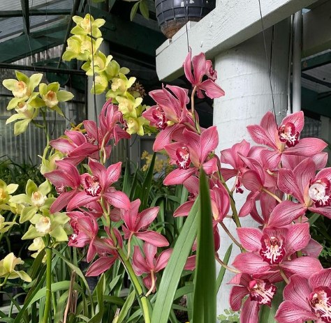 Orchids at Washbourne Gardens in Nelson Richmond New Zealand