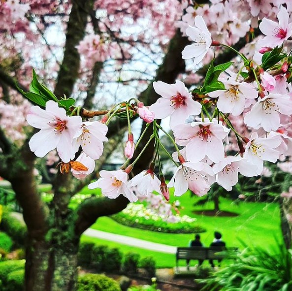 Washbourn Garden Blossoms in Nelson Richmond New Zealand instagram photo