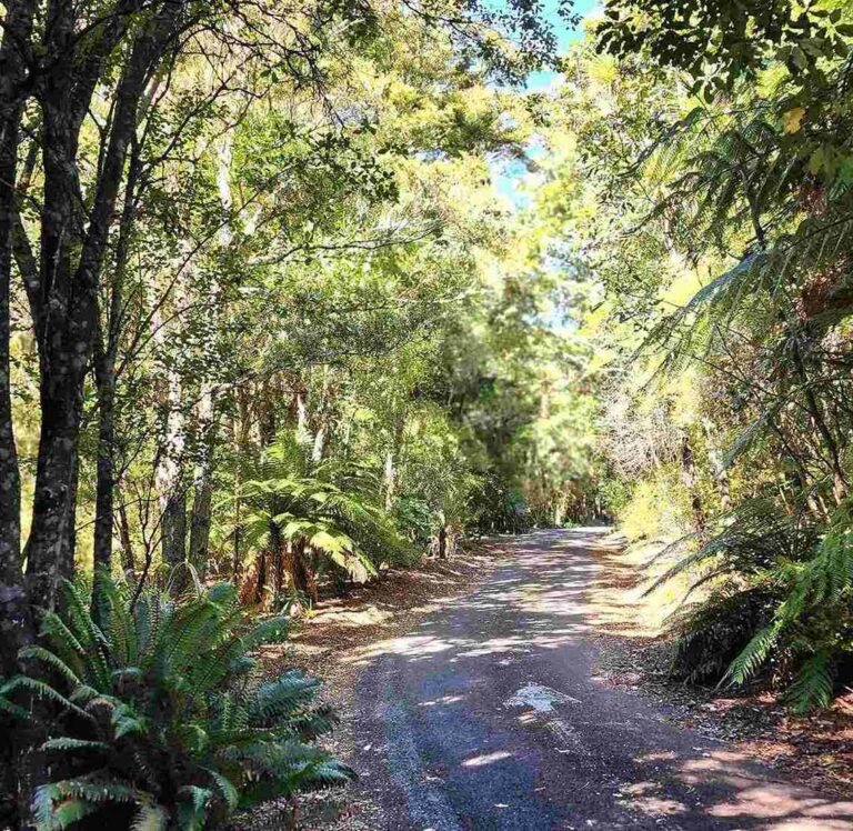 Waipahihi Botanic Garden native regenerating forest views, Taupo North Island NZ