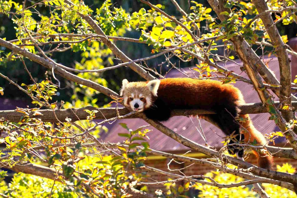 Adelaide Zoo, South Australia, red panda