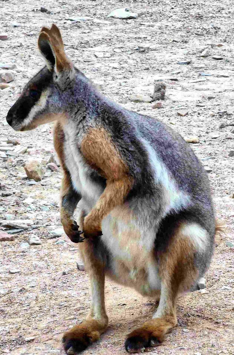 Yellow tailed rock wallaby, Arkaroola Weather Station, South Australia